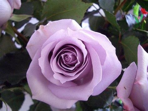 Light Purple Rose Bush 20 Or 100 Seedsrare Free Shipping Usa Etsy In