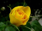 我的藥草花園: 玫瑰 - 光的使者 - udn部落格