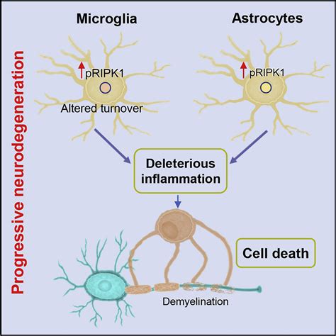 ripk1 activation mediates neuroinflammation and disease progression in multiple sclerosis cell