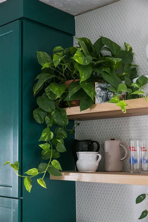However, every plant differs and should have below, find our favorite indoor plants that do well in darkness, along with handy tips on caring for them to get botanical name: 10 Low Light House Plants To Seriously Consider » Jessica ...