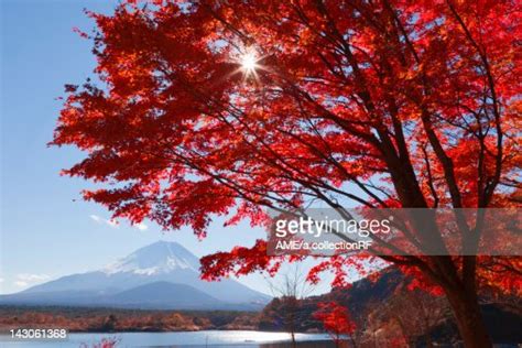 Japanese Fall Foliage And Mt Fuji Yamanashi Prefecture Honshu Japan