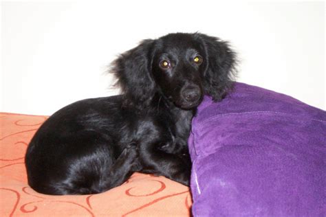 These dogs are usually called extreme piebalds. Buster Brown.... sweetest solid black long haired ...