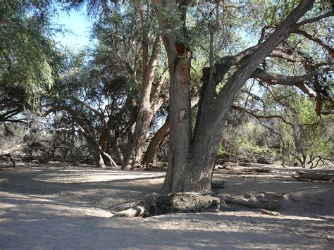 Apple Ring Acacia Faidherbia Albida Feedipedia