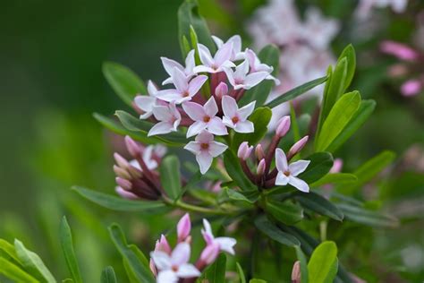 Daphne The Best Daphne Shrubs To Grow For Colour And Scent Gardens