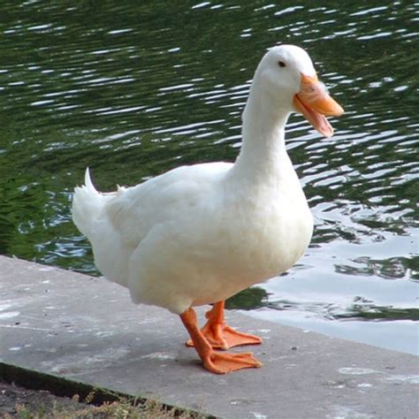 Do you want ducks as pets, or do you expect 11. Different domestic duck breeds of you should be informed ...