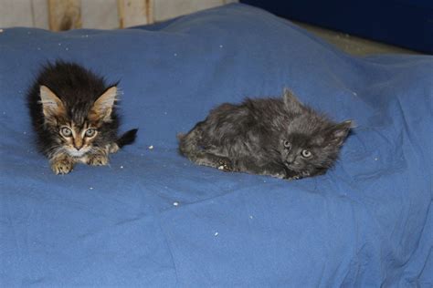 Doch wann kann man katzenbabys abgeben, ohne sie in ihrer entwicklung zu gefährden? Fünf Katzenbabys im Bezirk Mödling gerettet - Österreich ...