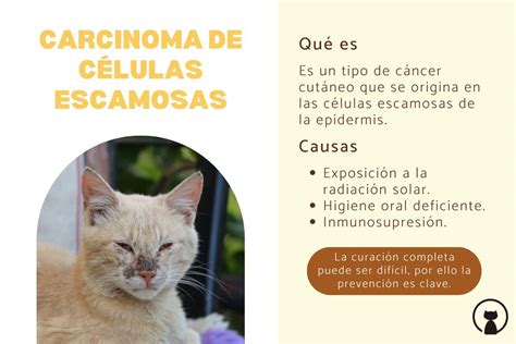 Carcinoma de células escamosas en gatos Síntomas y tratamiento
