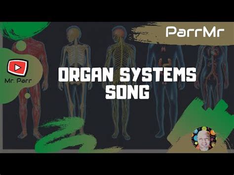 What are the 11 major organ systems in humans? Organ Systems Song - YouTube