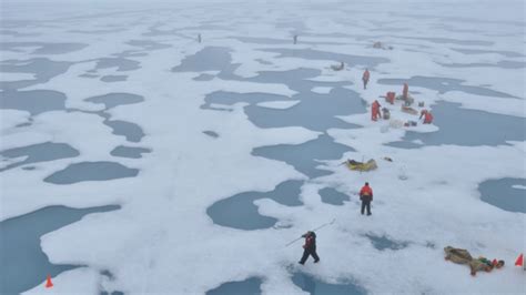 Giant Algae Blooms Thriving Under Thinning Arctic Sea Ice Eye On The