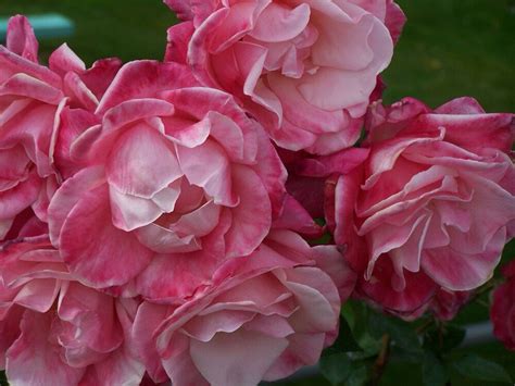 The Glorious Victorian Cabbage Rose Rose English Roses Cabbage Roses