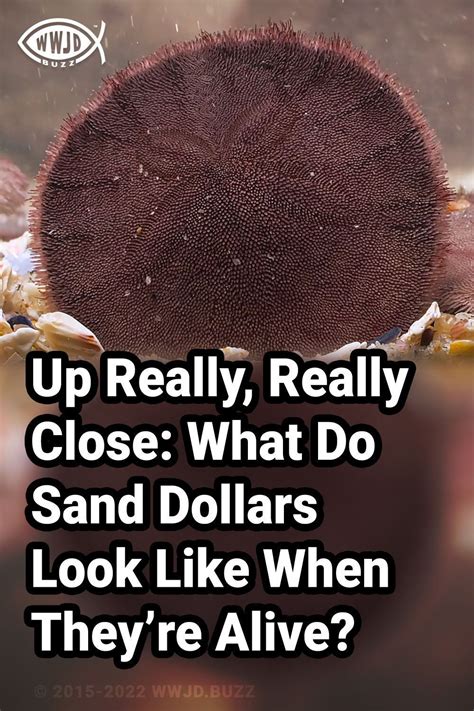 Scientists Say Theres A Lot To Be Said About A Sand Dollars Life