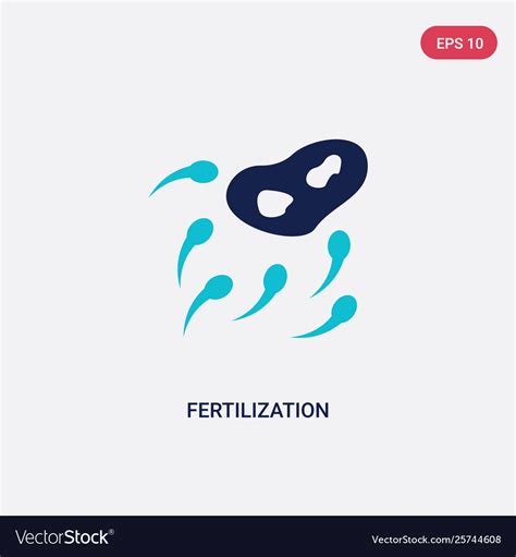 two color fertilization icon from human body vector image