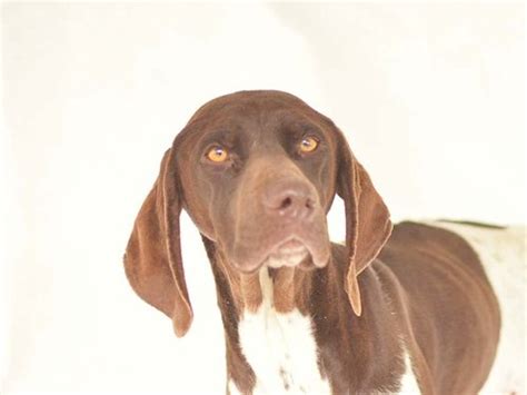 Dogs For Adoption — California Gsp Rescue