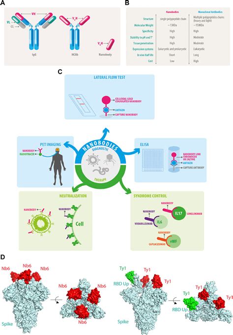 Frontiers Nanobodies Covid 19 And Future Perspectives