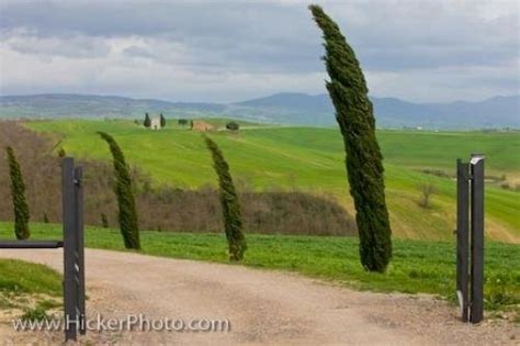 Cypress Trees Tuscany Country Italy Europe Photo Information