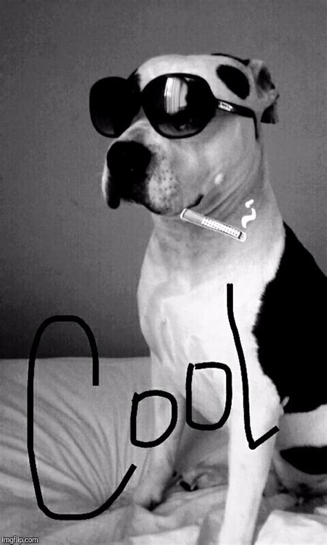 Image Tagged In Cool Dog With Shades Imgflip