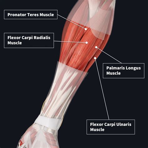 Arm Muscles Diagram Anterior