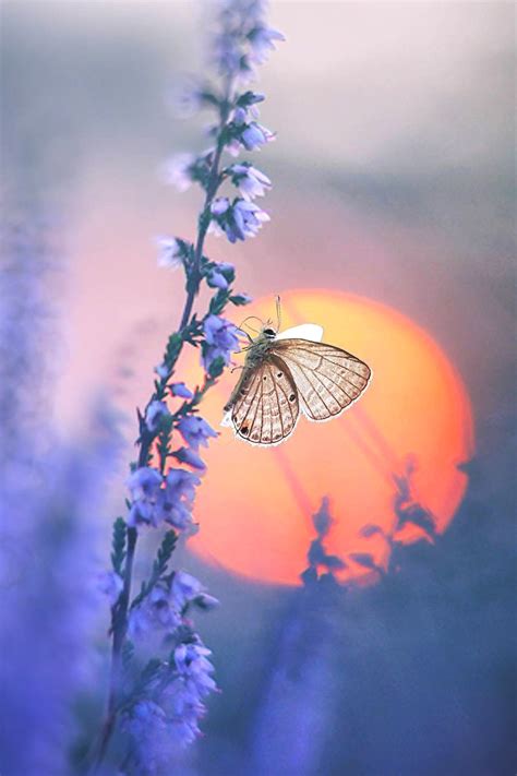 Butterfly Sunset Nature Photography Sunset Photography Nature