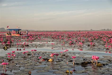 Red Lotus Lake At Han Kumphawapi In Udonthani Thailand Editorial Stock