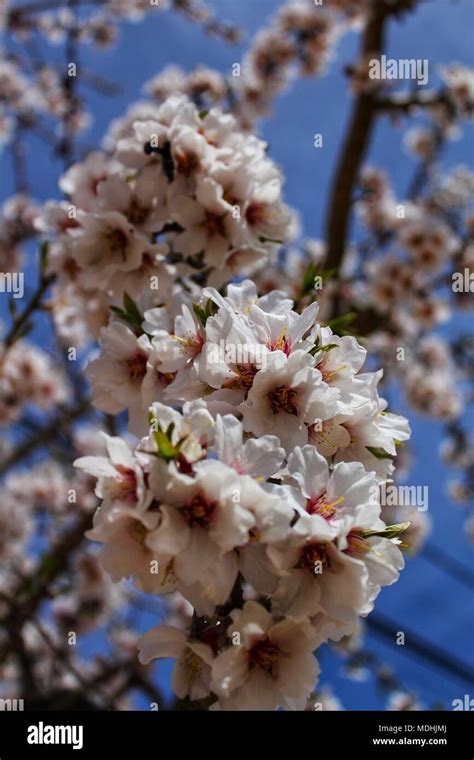 Almond Tree Flowers In Bloom Under Blue Sky Stock Photo Alamy