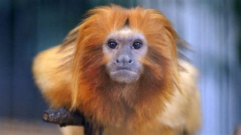 Should Monkeys Be Kept As Pets Cbbc Newsround