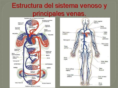 Venas Anatomia Y Fisiologa 5 To A 2