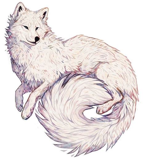 Winter Coat Arctic Fox Please Do Not Repost Trace Reference Or Use