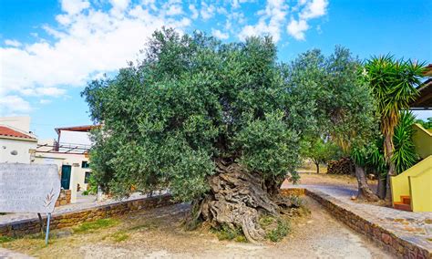 Discover The Oldest Olive Trees In The World Biharhelpcom