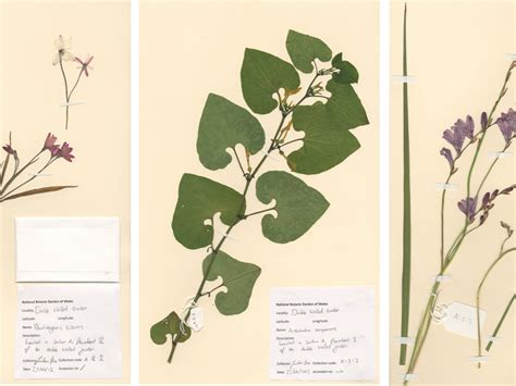 Herbarium | National Botanic Garden of Wales