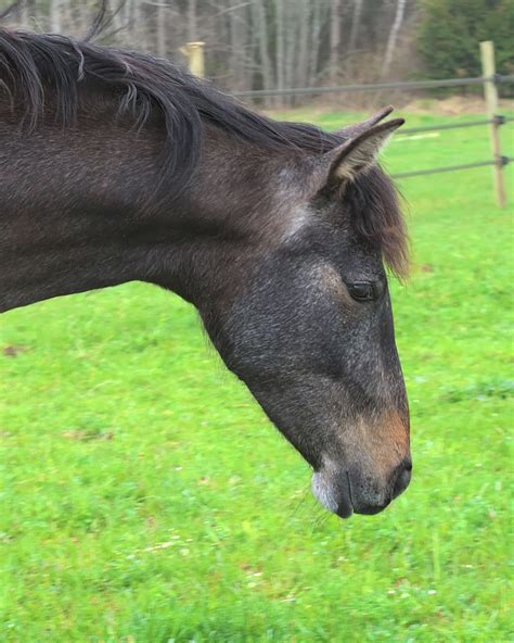 Journey with a Dancing Horse: Horse for Sale. Really Cheap