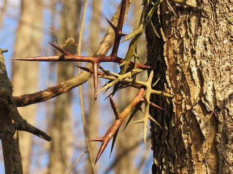 Thorns Of A Locust Tree Photograph By Mandy Byrd Pixels