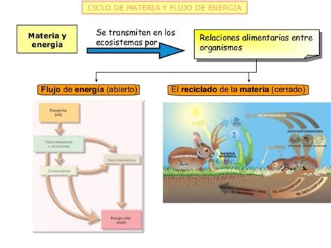 Ciclo De La Materia Y Flujo De La Energia Resumen Compartir Materiales