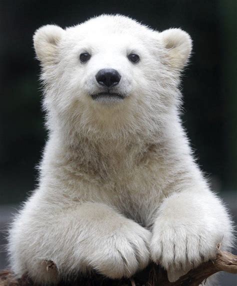 17 Best Images About ♔ Bears Polar Panda Grizzly Koala