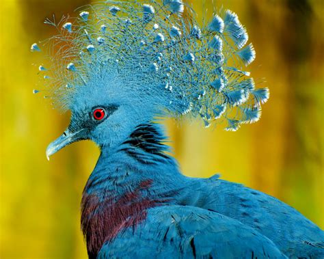 Flights Of Fancy The Most Colorful And Exotic Birds On The Planet