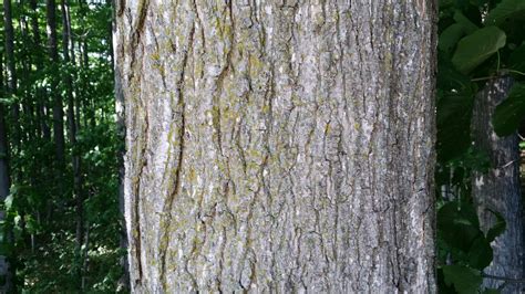 Sugar Maple Acer Saccharum Deciduous Trees Cold Stream Farm