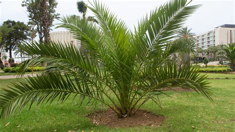 15 Types Of Small Palm Trees For Your Garden