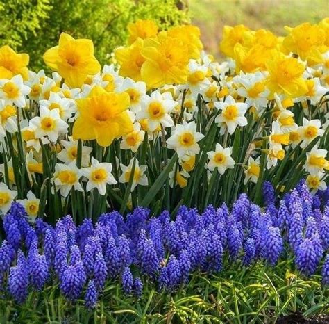 Pin By Becky Cagwin On Flowers Daffodils In 2022 Beautiful Flowers