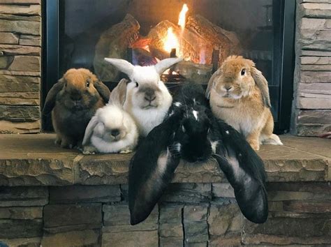 Baby Its Cold Outside Cute Baby Bunnies Cute Animals Baby Animals