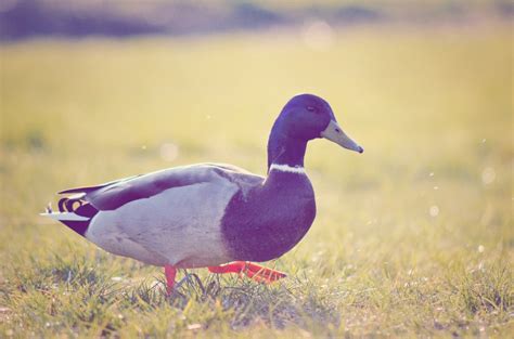 Free Images Animal Duck Water Bird Ducks Geese And Swans Beak