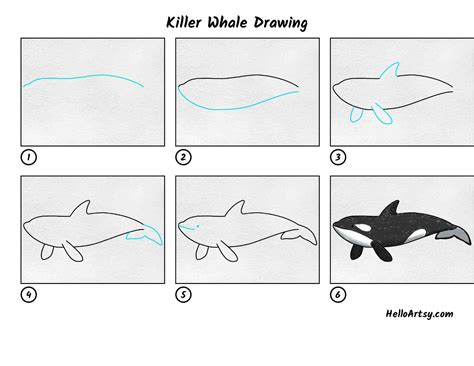 Killer Whale Drawing Helloartsy