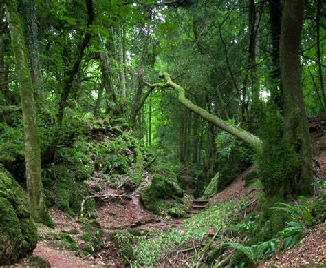 Puzzlewood Magical Forest — The Real Middle Earth
