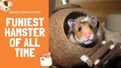 Most Epic Hamster Fail 2019 Funny Animals Videos Youtube