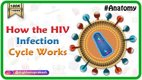 How The Hiv Infection Cycle Works Animated Microbiology Youtube