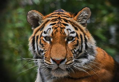 Tiger Foto And Bild Experimente Tiere Zoo Wildpark And Falknerei