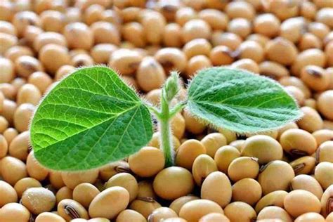 Types Benefits And Nutrition Of Soybeans