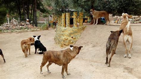 El Dueño De La Jauría De Perros Asesinos De La Vall Duixó Irá A