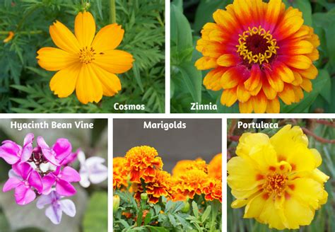 Easy Flowers To Grow From Seeds Flowers Gardening Blooming Secrets