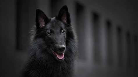 Black Belgian Shepherd Dog Hd Animals Wallpapers Hd Wallpapers Id