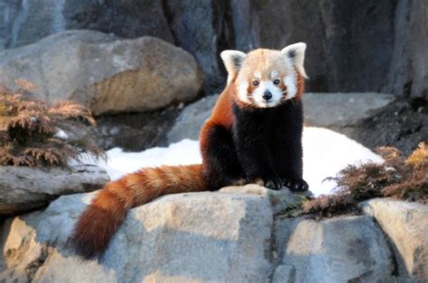 Photos Of Red Pandas Slacking Off That Are Really Cute Red Panda Cute