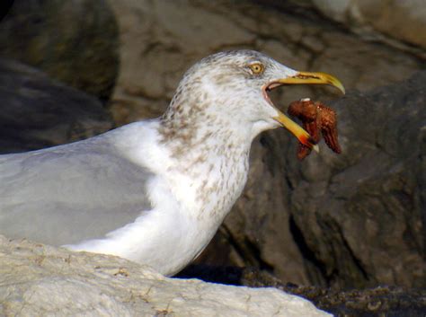 Herring Gull Eating A Starfish Flickr Photo Sharing